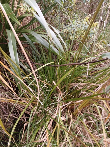 Cyperus ustulatus, photograph 6