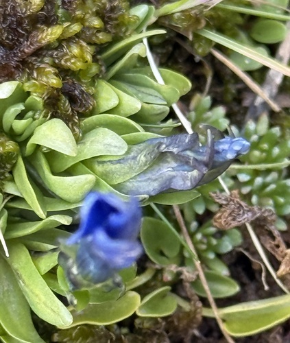 Gentiana rostanii