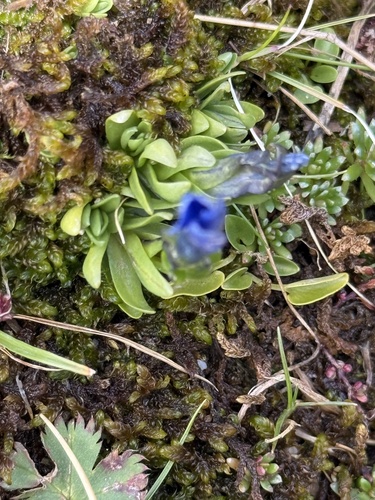 Gentiana rostanii, photograph 2