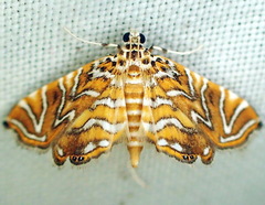 Musotiminae