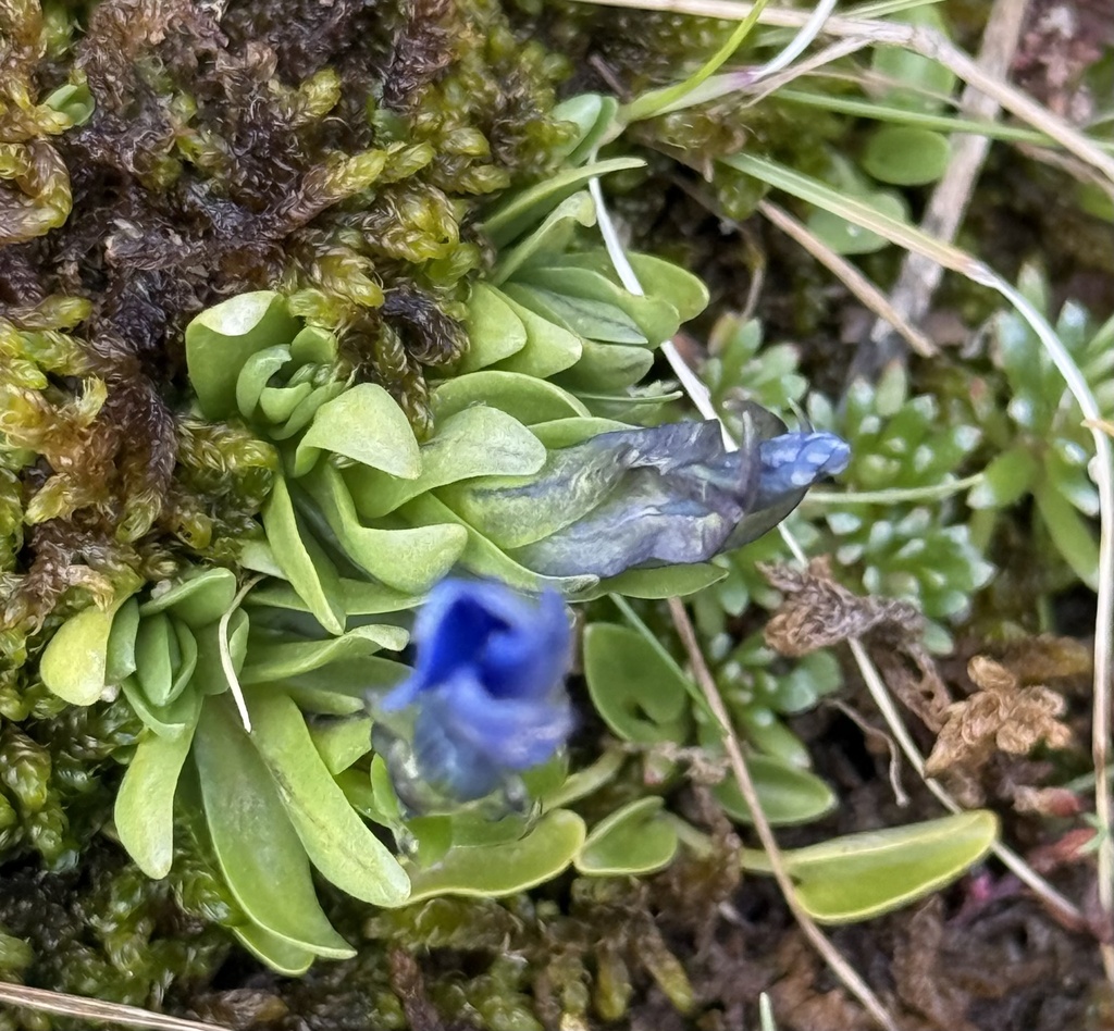 Gentiana rostanii; photograph (c) Tony KM, some rights reserved (CC BY)