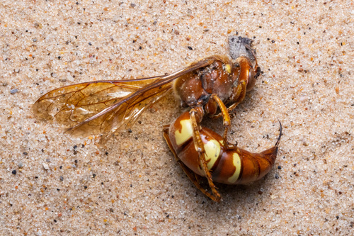 Sphecius grandis
