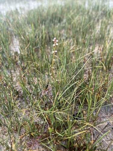 marsh arrowgrass
