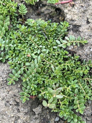 Sea Milkwort