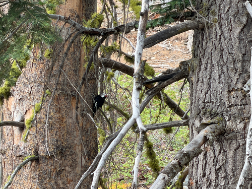 iNaturalist observation photo of White-headed Woodpecker