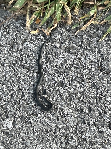 Ring-necked Snake
