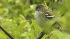 Empidonax virescens
