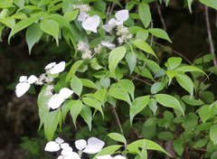 Hydrangea scandens