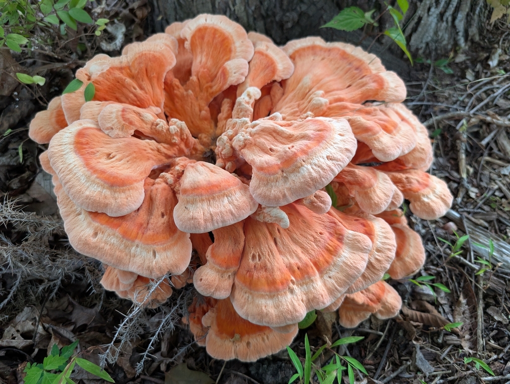 White-pored Chicken of the Woods · August 2026 · photo: Photo: (c) Matthew Gerke, some rights reserved (CC BY) · iNaturalist