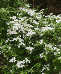 Hydrangea scandens