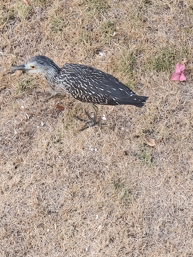 Yellow-crowned Night Heron