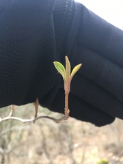 Viburnum cassinoides