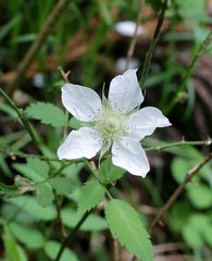 Rubus minusculus