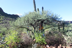 Prosopis palmeri