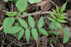 Rubus minusculus