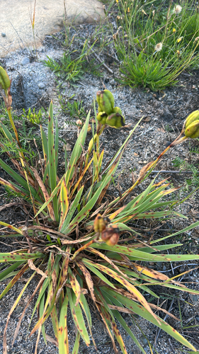 beach-head iris