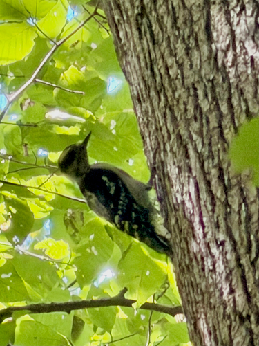 Downy Woodpecker