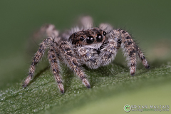 Platycryptus