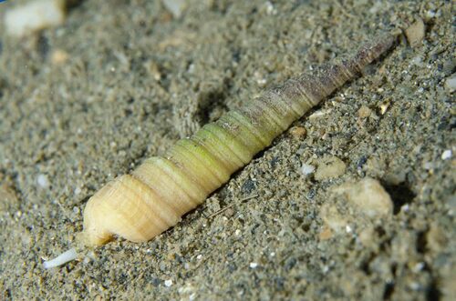 Terebra laevigata observed 2018-03-20
