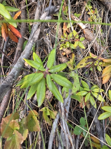 Rhododendron columbianum, photograph 4