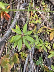 author not stated, no rights reserved Rhododendron columbianum, photograph author not stated, no rights reserved