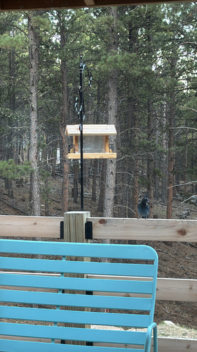 Steller's Jay