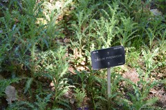 Cirsium pyrenaicum