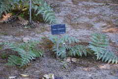 Cynara tournefortii