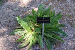 Cirsium monspessulanum