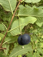 Lonicera nigra