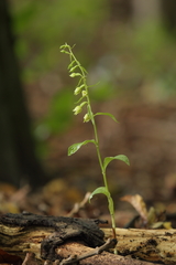 Epipactis albensis