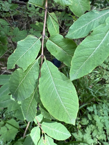 Lonicera nigra, photograph 2