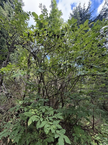 Lonicera nigra, photograph 3