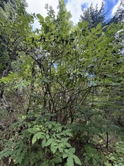(c) Cenaida, some rights reserved (CC BY) Lonicera nigra, photograph (c) Cenaida, some rights reserved (CC BY)