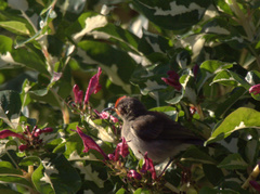 Myzomela cardinalis