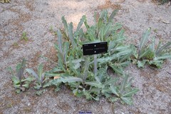 Sonchus crassifolius