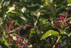 Myzomela cardinalis