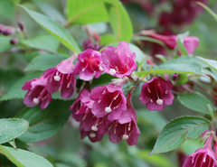 Weigela floribunda