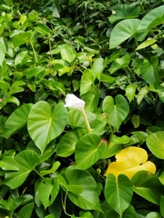 Ipomoea violacea, photograph (c) Douglas Caro Lopez, some rights reserved (CC BY)