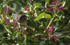 Myzomela cardinalis