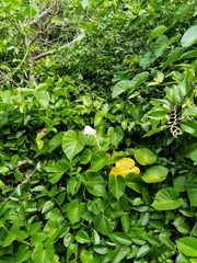 Ipomoea violacea, photograph (c) Douglas Caro Lopez, some rights reserved (CC BY)