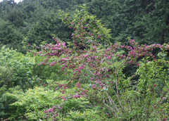 Weigela floribunda