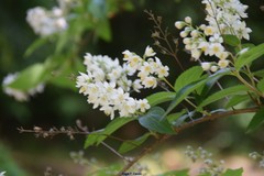 Deutzia longifolia