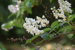 Deutzia longifolia