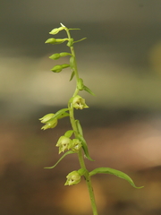 Epipactis albensis