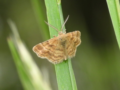 Emmiltis pygmaearia