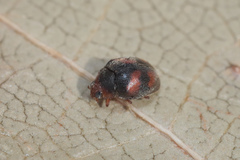 Scymnus subvillosus