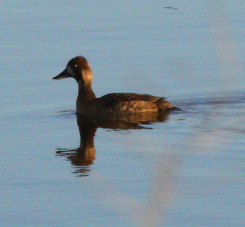 Aythya affinis