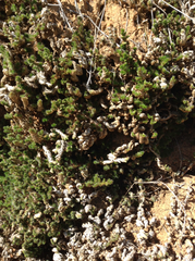 Selaginella hansenii