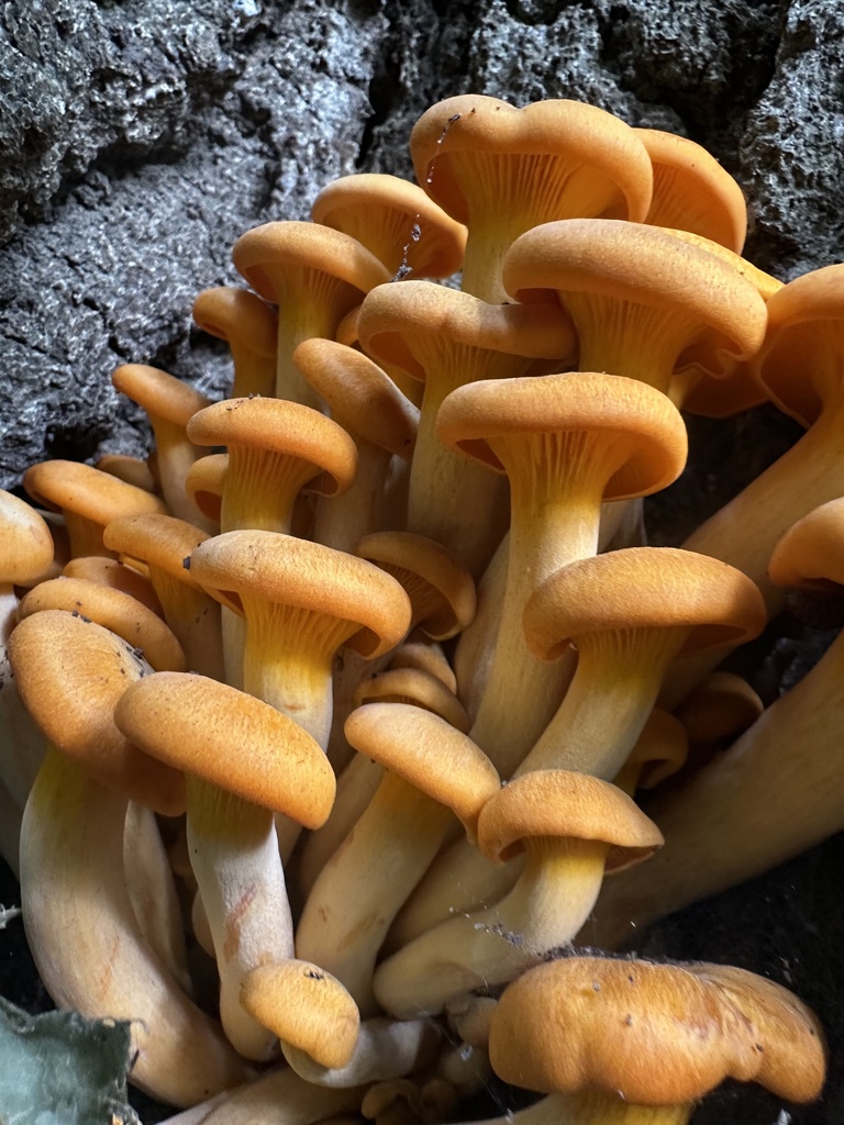 Eastern American jack-o'-lantern · August 2026 · photo: Photo: (c) Ben Redding, some rights reserved (CC BY) · iNaturalist